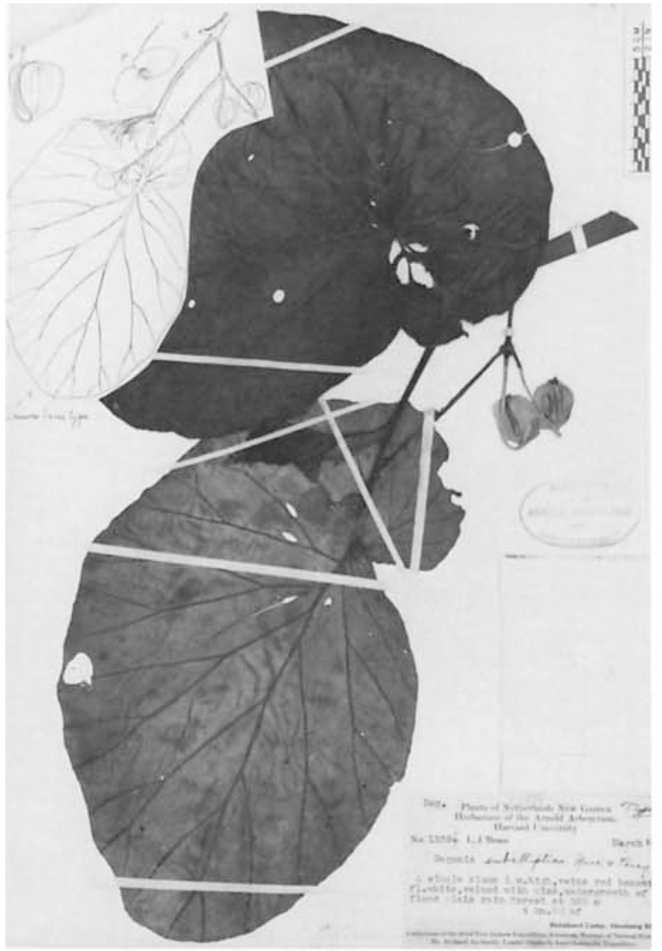 B. subelliptica
